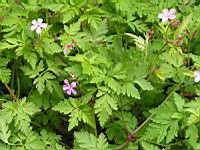 Tradescantia x Andersoniana Rubra (fam. Commelinacees) (3) (Photo F. Mrugala)